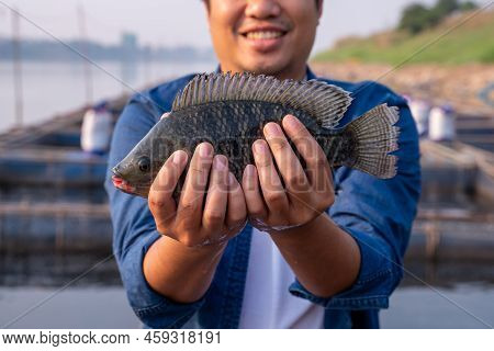 Close Up Hand Of Aquaculture Farmer Hold Quality Tilapia Yields, Guaranteeing Integrity In Organic B