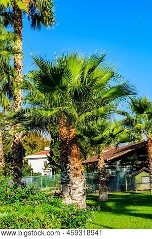 Sabal Palm Trees Growing In City Park