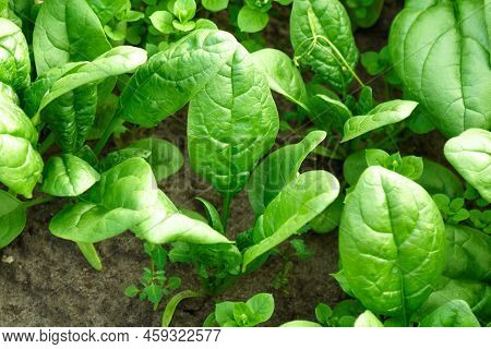 Green Spinach Growing In The Garden On A Vegetable Farm. Healthy Food. Selective Focus
