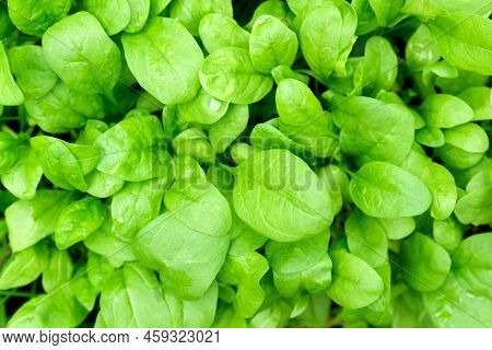 Green Spinach Texture Growing In The Garden On A Vegetable Farm. Healthy Food