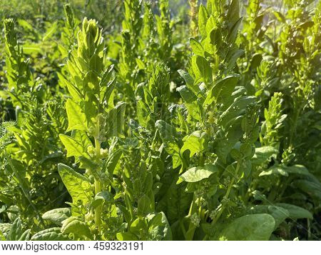 Flowering Of The Spinach Plant On A Field. Leaves Leaf Leaf Green In Rows, Agriculture.