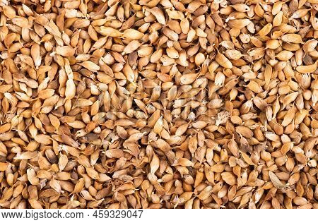 Utsho Suneli Seeds Background. Trigonella Caerulea Or Blue Fenugreek. Top View