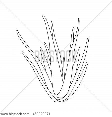 Vector Hand Drawn Botanical Aloe Vera. Vector. Isolated Background.