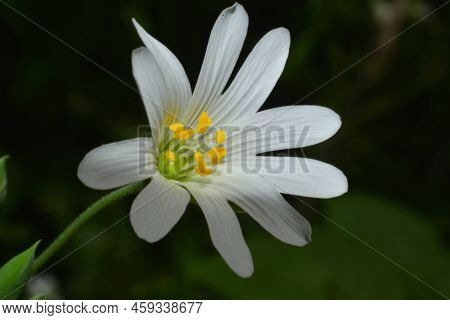 Rabelera Holostea Flowering In Spring Time In Carpathians