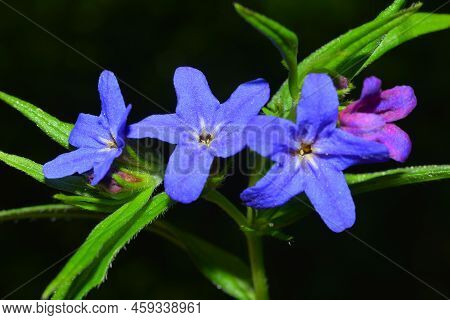 The Lithospermum Beauty In Springtime At Carpatian Mountains