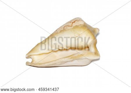Image Of Andaman Seashell (cymbiola Nobilis) On A White Background. Undersea Animals. Sea Shells.
