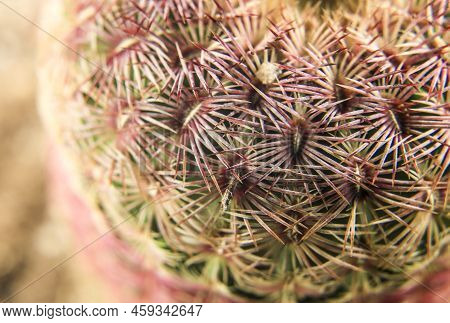 Colorful And Beautiful Echinocereus Rigidissimus Macro Picture