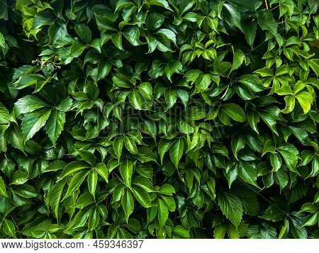 Wall Of Beautiful Bright Green Grape Leaves