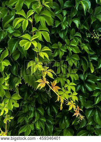 Wall Of Beautiful Bright Green Grape Leaves