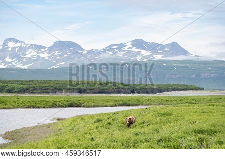 An Alaskan Brown Bear Along Mikfik Creek In Mcneil River Game Sanctuary And Refuge