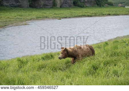 An Alaskan Brown Bear Along Mikfik Creek In Mcneil River Game Sanctuary And Refuge