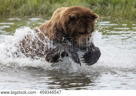 Alaskan Brown Bear Lunging In An Attempt To Catch Salmon At Mikfik Creek In Mcneil River State Game 