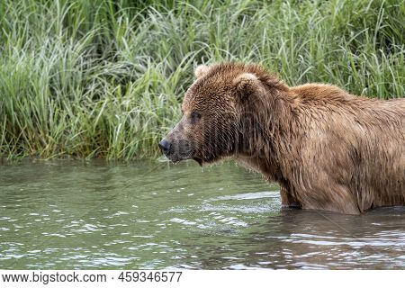 Alaskan Brown Bear Wading In Mikfik Creek In Mcneil River State Game Sanctuary And Refuge