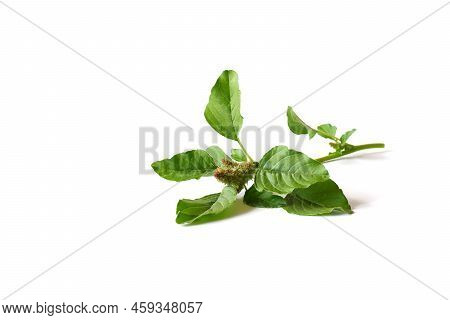 Sprigs Of Green Quinoa With Seeds On A White Background. Leaves Of A Garden Plant Close-up.