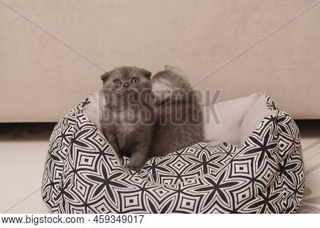 Cute Grey Scottish Fold Little Kitten N Home Interior