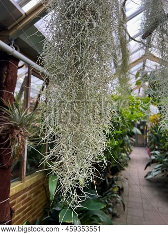 Spanish Moss And Other Plants Growing In Greenhouse