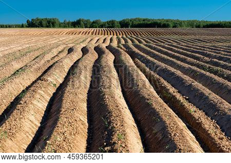Arable Land Ploughed Field. Cultivated Land And Soil Tillage. Simple Country Landscape With Plowed F