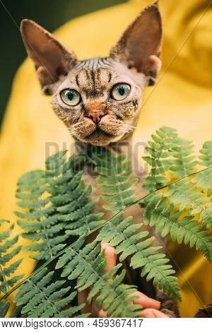 Cute Funny Curious Playful Beautiful Devon Rex Cat Looking At Camera. Obedient Devon Rex Cat With Da