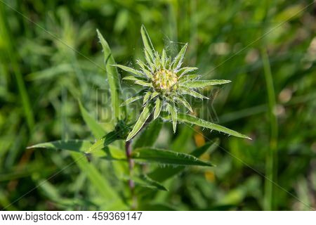 Carlina Biebersteinii Plant At Field At Nature. Carlina Vulgaris Or Carline Thistle, Family Asterace