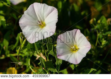 Field Bindweed, Convolvulus Arvensis European Bindweed Creeping Jenny, Possession Vine Herbaceous Pe
