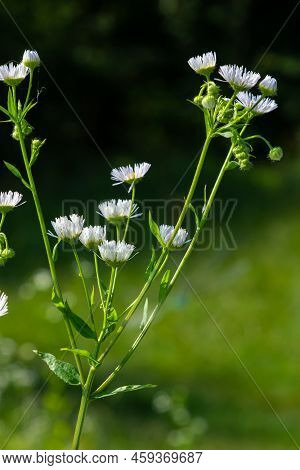 Annual Fleabane Erigeron Annuus, Daisy Fleabane Eastern Daisy Fleabane Herbaceous Plant With Closed
