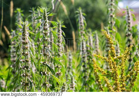 Leonurus Cardiaca, Known As Motherwort. Other Common Names Include Throw-wort, Lion's Ear, And Lion'