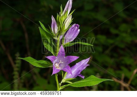 Campanula Trachelium Blossoms On Dark Background. Summer Forest