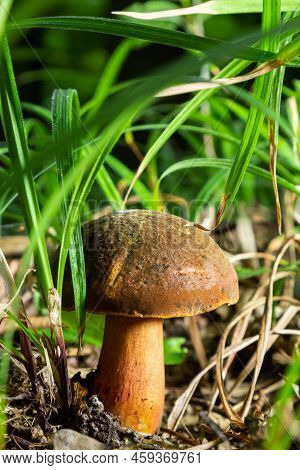 Boletus Erythopus Or Neoboletus Luridiformis Mushroom In The Forest Growing On Green Grass And Wet G