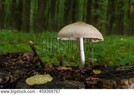 Volvariella Gloiocephala Is Alsno Known As Big Sheath Mushroom, Rose-gilled Grisette Or Stubble Rose