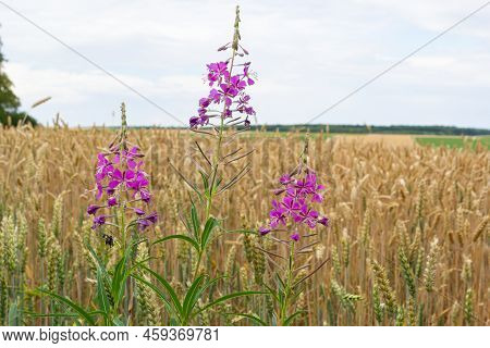 Ivan Chai, Chamaenerion Angustifolium, Fireweed, Great Willowherb, Rosebay Willowherb, Perennial Her