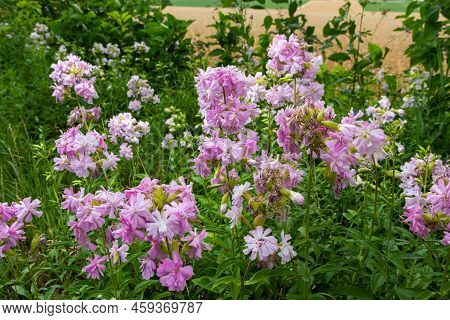 Saponaria Officinalis White Flowers In Summer Garden. Common Soapwort, Bouncing-bet, Crow Soap, Wild