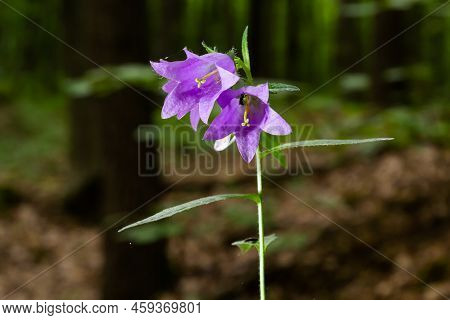 Campanula Trachelium Blossoms On Dark Background. Summer Forest
