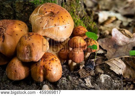 Gymnopus Fusipes Mushroom Cluster, Edible When Young