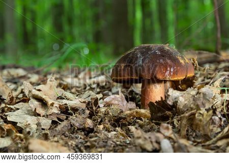 Boletus Erythopus Or Neoboletus Luridiformis Mushroom In The Forest Growing On Green Grass And Wet G