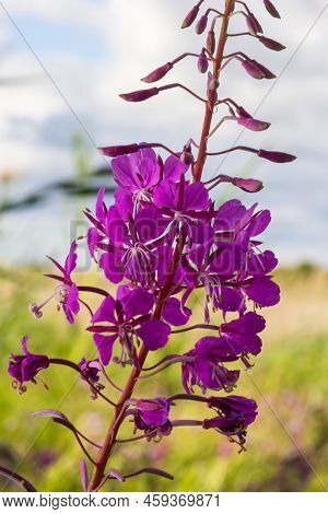 Closeup Of Pink Flower Of Rosebay Willowherb Chamaenerion Angustifolium On Light Green Background