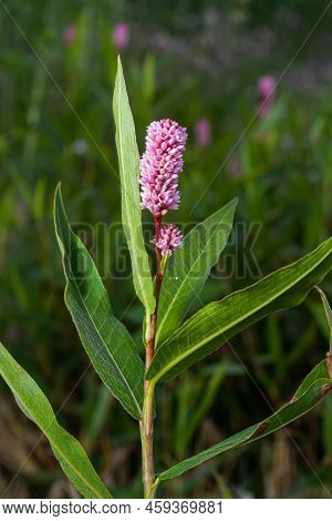 Closeup Of Some Red Budding Persicaria Amplexicaulis Or Mountain Fleece Plants Between Blossoming On