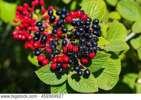 The Fruit Viburnum Lantana. Is An Green At First, Turning Red, Then Finally Black, Wayfarer Or Wayfa