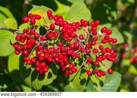 The Fruit Viburnum Lantana. Is An Green At First, Turning Red, Then Finally Black, Wayfarer Or Wayfa