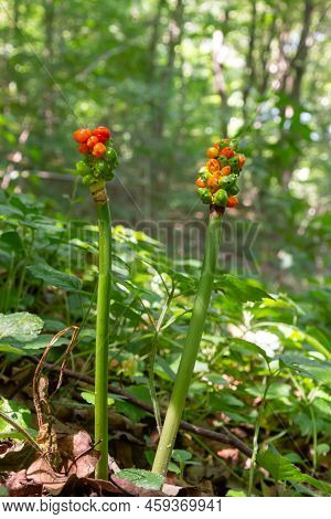 Arum Maculatum With Red Berries Also Called Cuckoo Pint Or Lords And Ladies, Poisonous Woodland Plan