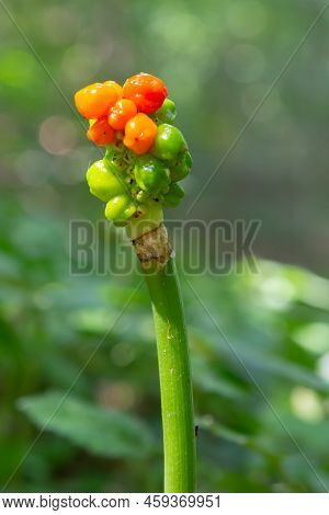 Arum Maculatum With Red Berries Also Called Cuckoo Pint Or Lords And Ladies, Poisonous Woodland Plan