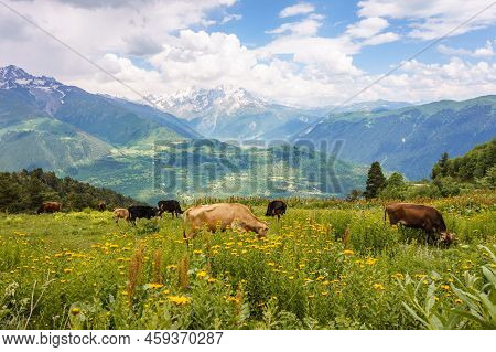 Svaneti, Georgia Landscape Near Mestia On A Summer Day. Cows In A Meadow With Caucasus Mountain Rang