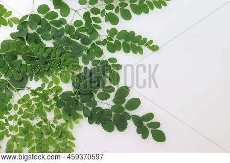 Moringa Leaves. Leaves Of Drumstick Tree, Horseradish Tree, And Ben Oil Tree Or Benzolive Tree