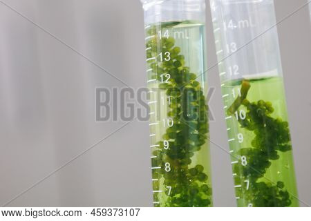 Research And Biotech Science Scientists Are Developing Research On Algae. Bio-energy, Biofuel, Energ