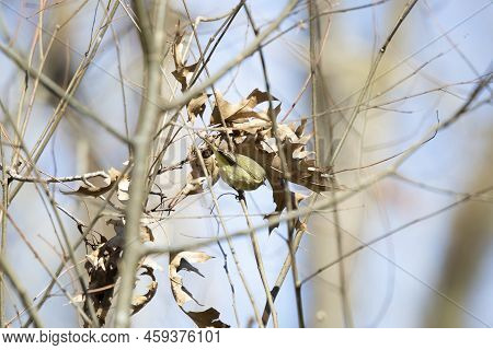 Orange-crowned Warbler (vermivora Celata) Looking Down From Its Perch On A Pretty, Blue Day