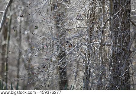Male Eastern Towhee (pipilo Erythrophthalmus) Looking Around Curiously From His Perch In Tree Brambl