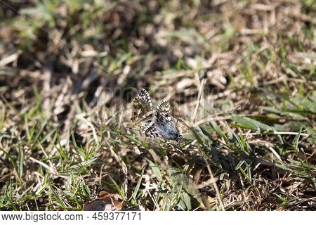 Pair Of Common White Skippers (pyrgus Communis) Mating