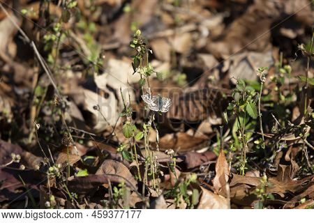 Common White Skipper (pyrgus Communis) Perched On A Weed