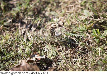 Three Common White Skippers (pyrgus Communis) On The Ground As Two Mate