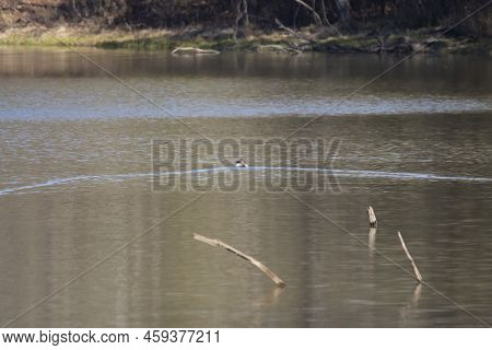 Male Canvasback Duck (aythya Valisineria) Swimming Alone In The Water