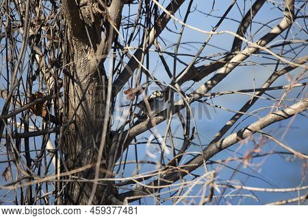 White-throated Sparrow (zonotrichia Albicollis) Looking Out Curiously From A Bare Tree Limb